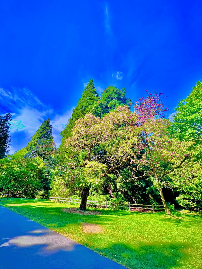 Trees in an arboretum, where they clearly belong.