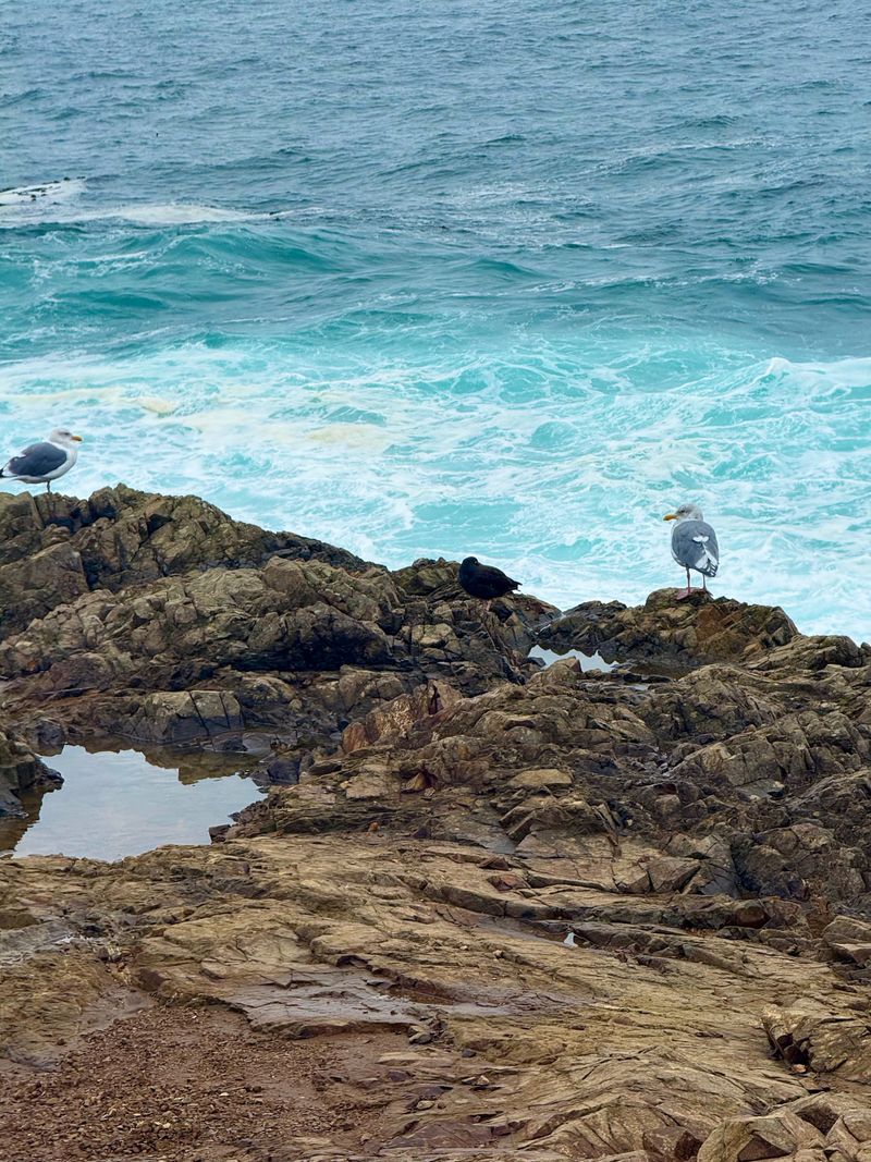 A seagull sideyeing us on a rock beach in Mendocino.